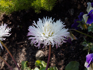 Bellis perennis oder Gänseblümchen 'Pomponette' oder weiß Tausendschön. Ein hübscher Frühlingsblüher © Marc