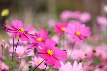 コスモス満開