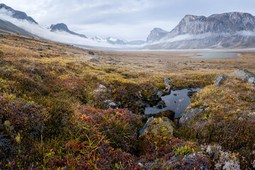Rainy, hazy day in remote arctic valley of Akshayuk Pass, Baffin Island, Canada. Moss and grass in...