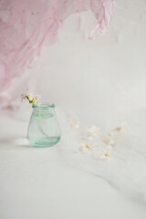 Still life with white spring flower on a  glass vase and soft pastel colors background. Spring time freshness. Copy space.