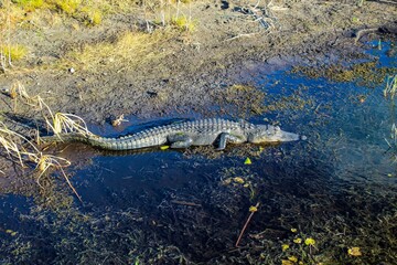 Obraz premium alligator suns itself on the shore