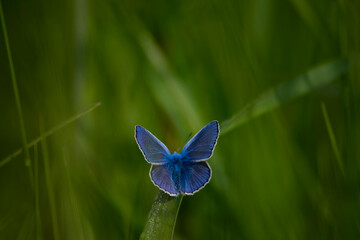 Polyommatus Cyaniris semiargus, blue mazarin. butterfly sits on green meadow grass. natural blurred green background, close-up. Blue butterfly in the grass on the field, spring background