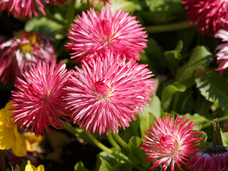 Bellis perennis oder Gänseblümchen 'Pomponette' Rot und Karminrot. Ein hübscher Frühlingsblüher