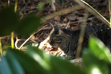 Obraz premium 林の中でくつろぐ猫