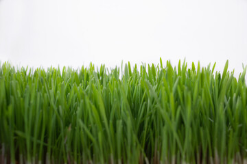 Fototapeta na wymiar close-up green grass on a white background. Copy space.