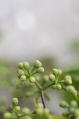 Close up of a green plant