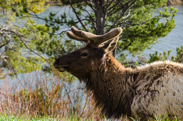 Bull Moose, a young animal eating green grass during a rain on the roadside, US
