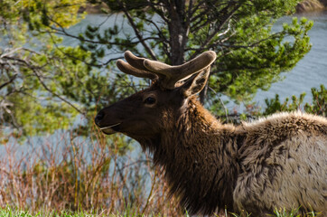 Bull Moose, a young animal eating green grass during a rain on the roadside, US