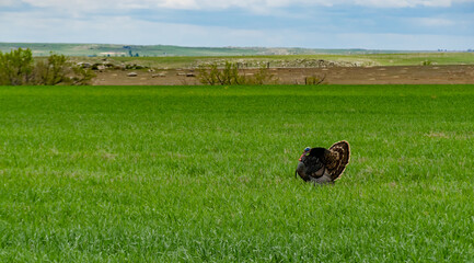 The wild turkey (Meleagris gallopavo), USA