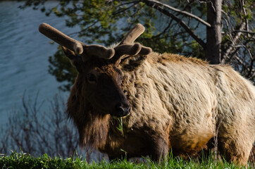 Bull Moose, a young animal eating green grass during a rain on the roadside, US