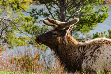 Naklejka na ściany i meble Bull Moose, a young animal eating green grass during a rain on the roadside, US