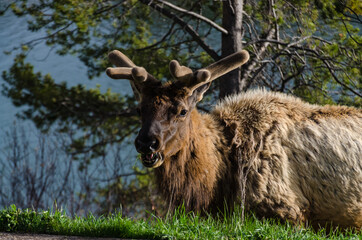 Bull Moose, a young animal eating green grass during a rain on the roadside, US