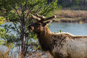 Bull Moose, a young animal eating green grass during a rain on the roadside, US