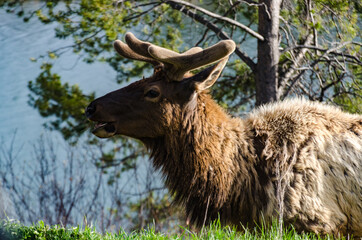 Bull Moose, a young animal eating green grass during a rain on the roadside, US