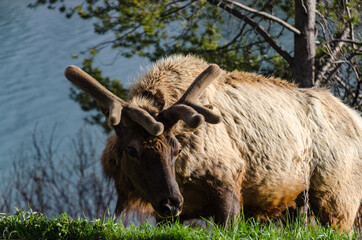 Bull Moose, a young animal eating green grass during a rain on the roadside, US