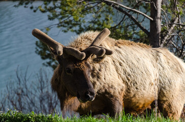Bull Moose, a young animal eating green grass during a rain on the roadside, US
