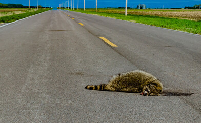 Dead raccoon hit by a car on the road in Tennessee, US