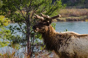 Bull Moose, a young animal eating green grass during a rain on the roadside, US