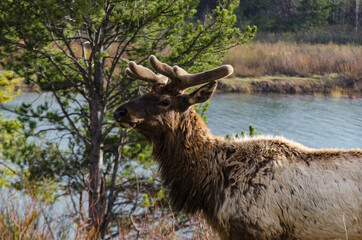 Bull Moose, a young animal eating green grass during a rain on the roadside, US