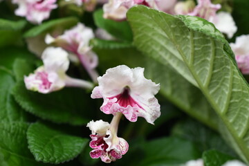 Fototapeta premium Drehfrucht