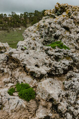 Desert succulents grow on bare rocks, US