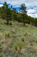 Young Yucca plants on a hillside in Wyoming, US