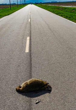 Dead raccoon hit by a car on the road in Tennessee, US