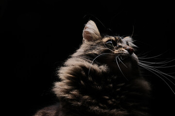 Siberian tabby cat low key isolated on black background.