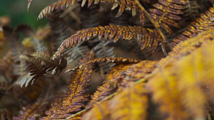 Forêt des Landes de gascogne en automne, recouverte par des fougères aux feuilles flétries