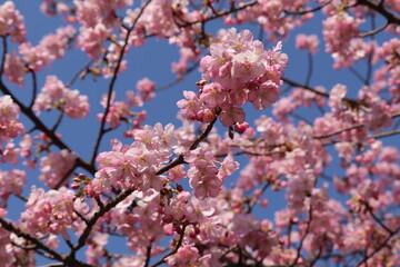 満開の河津桜