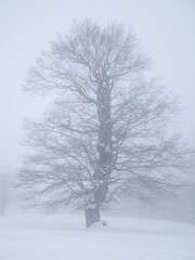 Fototapeta na wymiar Fir trees covered with snow in a ski resort