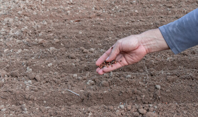 Hand of farmer sowing a seed on soil at home vegetable garden - 420058345