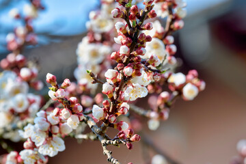Flowering branches of an apricot tree, photographed in early spring; the flowers begin to open for a new season.