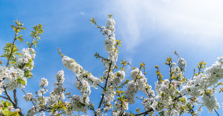 Branches of blossoming cherry with soft focus on blue sky background in sunlight with copy space. Flowers of spring nature.