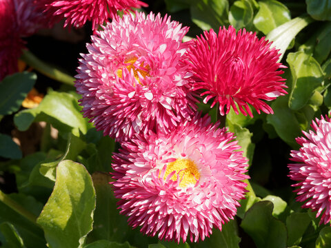 Bellis perennis oder G&auml;nsebl&uuml;mchen 'Pomponette' wei&szlig; und Karminrot. Ein h&uuml;bscher Fr&uuml;hlingsbl&uuml;her