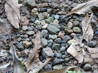 close up of small stones and dry leaves