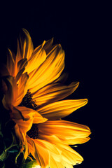 Podświetlony kwiat słonecznika. - obrazy, fototapety, plakaty