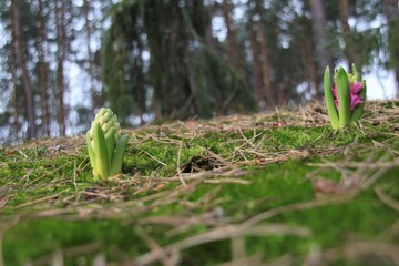 Dwa krokusy na tle runa leśnego, wiosna