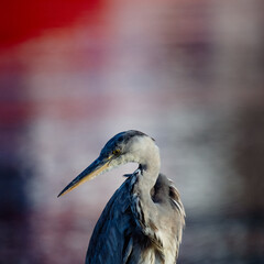 great blue heron