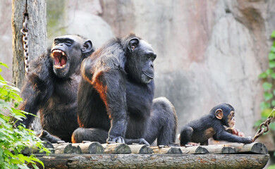 ape family orangutan © jung