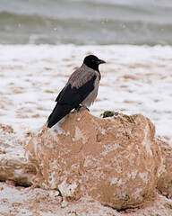 Nebelkrähen im Winter am Ostseestrand