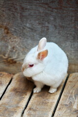 白いうさぎの佇まい