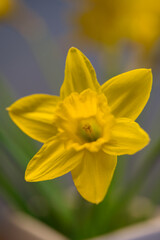 Naklejka na ściany i meble fresh daffodil or narcissus in a white vase with wooden background