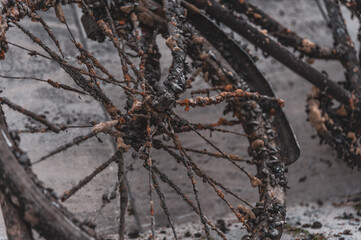 Ein aus dem Wasser gefischtes altes Fahrrad