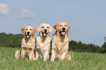 trois Golden retriever d'âge différents assis dans une prairie 