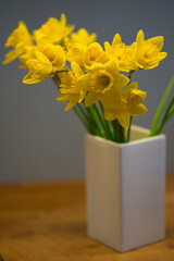 fresh daffodil or narcissus in a white vase with wooden background