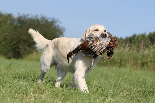 Golden retriever qui rapporte un faisan 