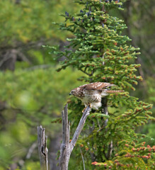 Red-tailed Hawk