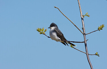 Eastern Kingbird