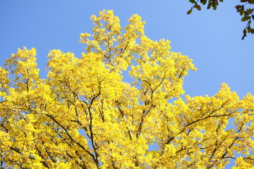 yellow tree